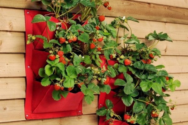 vertikale Beete für Erdbeeren