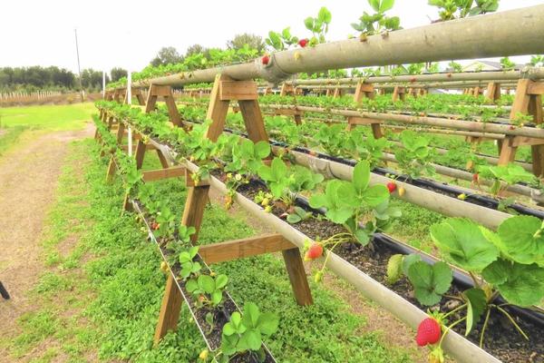 betten für erdbeeren