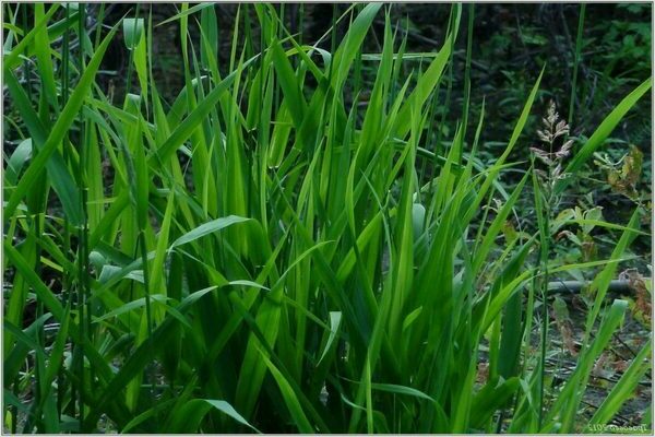 Unkrautarten im Garten