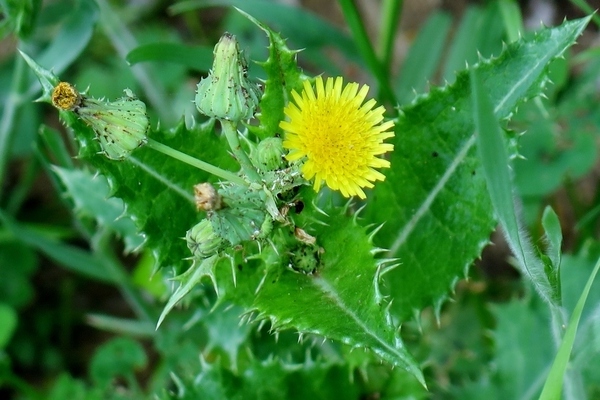 types de mauvaises herbes