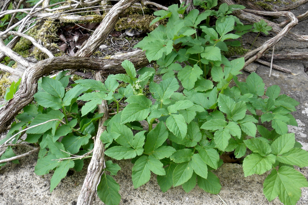 types et noms de mauvaises herbes