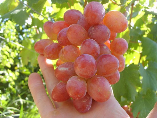 annuta grapes