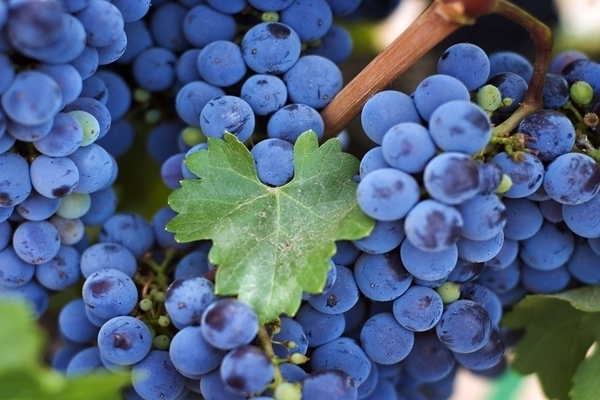 Planting grapes