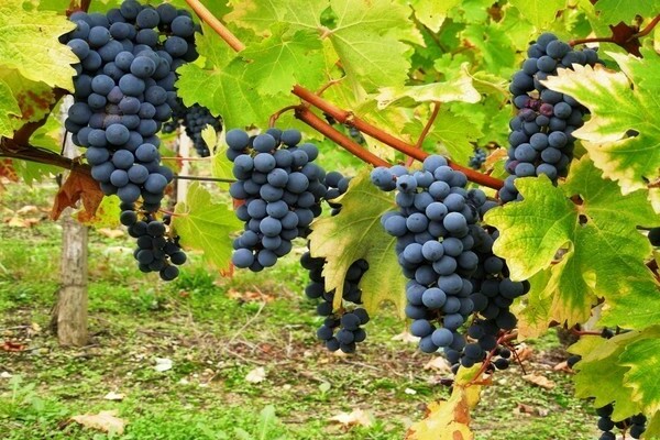 Cabernet grapes