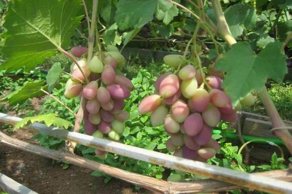 Asya grape variety description