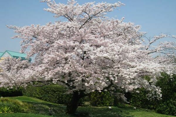 Cherry tree