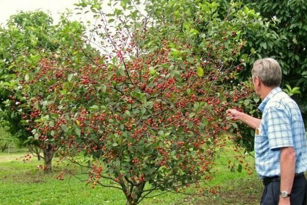 growing cherries