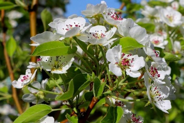 Cherry tree