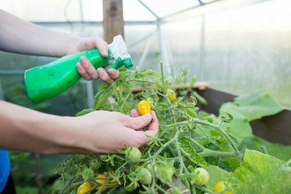 Blattfütterung von Tomaten im Gewächshaus