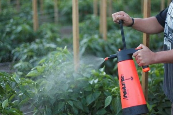 Blattfütterung von Tomaten mit Borsäure