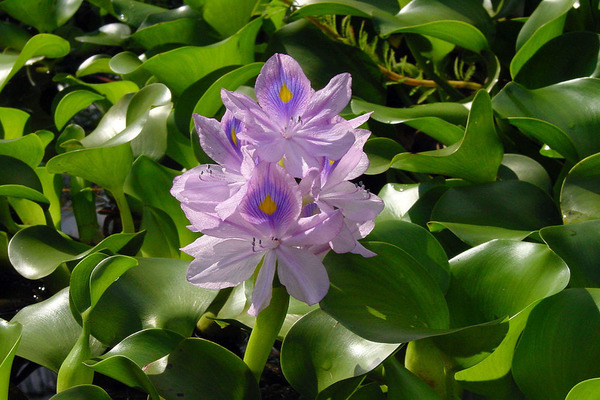 Pangangalaga sa hyacinth ng tubig