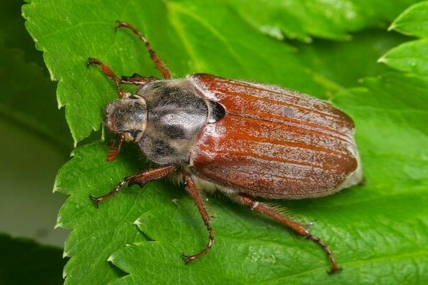 blueberry diseases + and pests