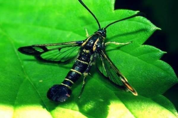 diseases + and pests of garden blueberry