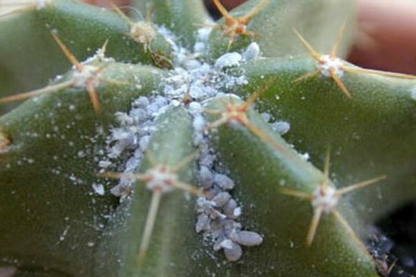 pests ng mga larawan ng cactus