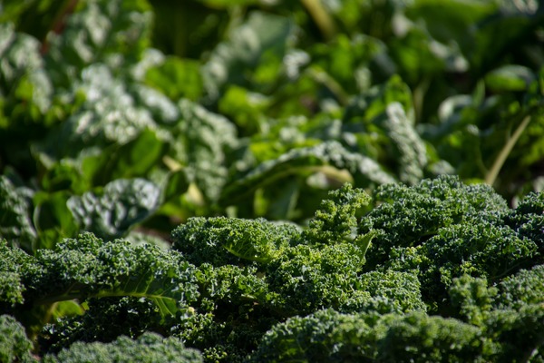 growing broccoli