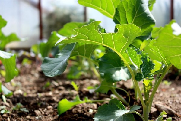 growing broccoli photos