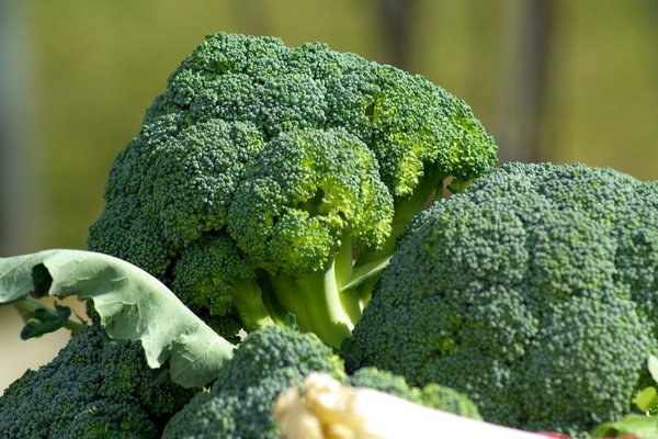 growing broccoli outdoors