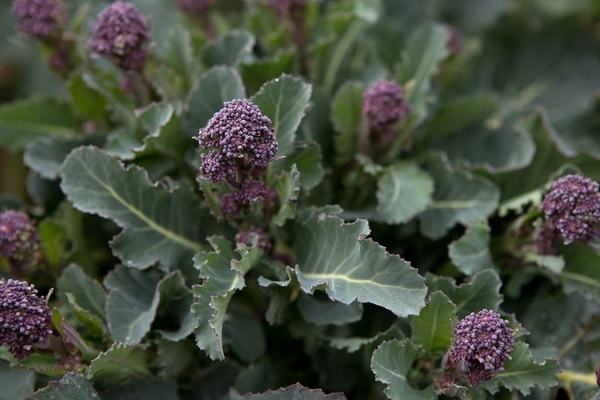 paglilinang at pangangalaga ng broccoli