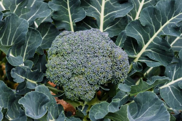 growing broccoli outdoors