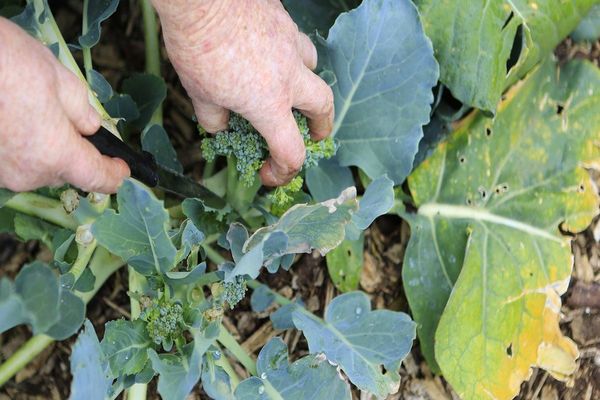 growing broccoli