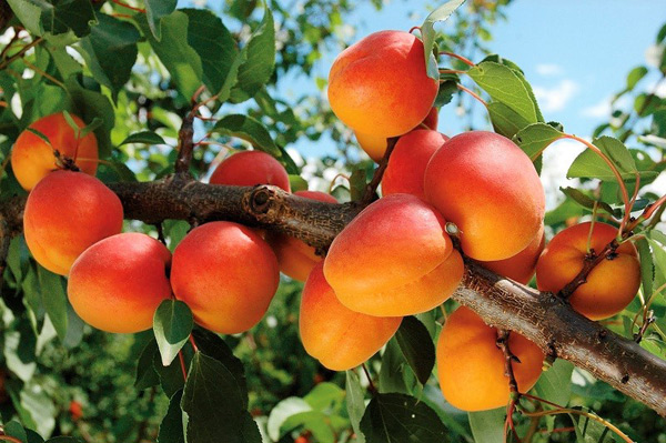 growing apricots