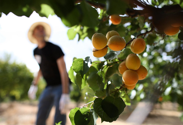 growing apricots