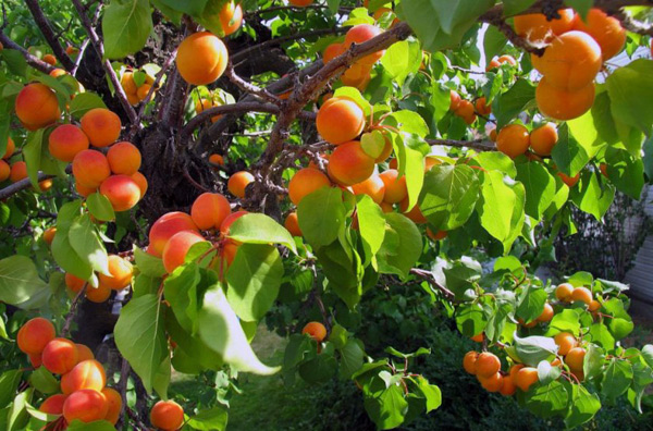 growing apricots