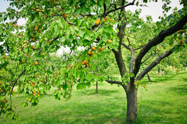 growing apricots