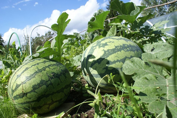 wachsende Wassermelonen