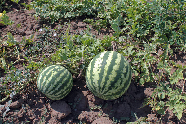 wachsende Wassermelonen