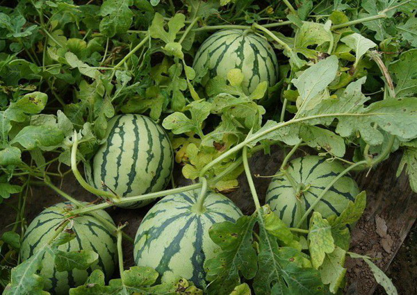 wachsende Wassermelonen