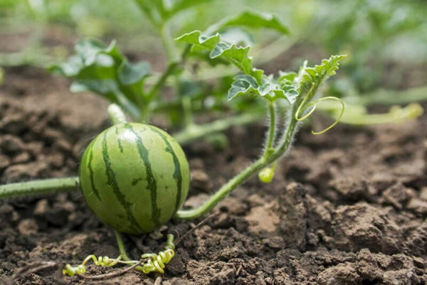 wachsende Wassermelonen