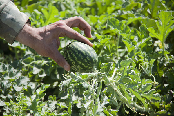 wachsende Wassermelonen