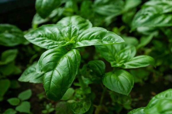 growing basil