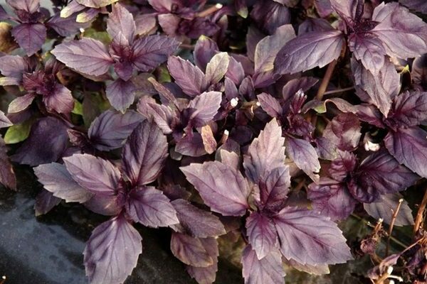 growing basil from seeds