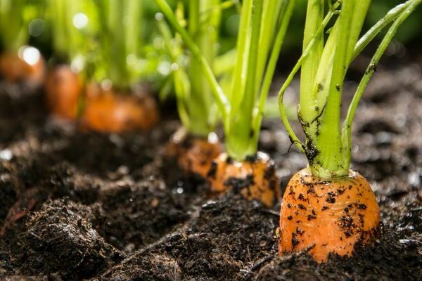 secrets of growing carrots