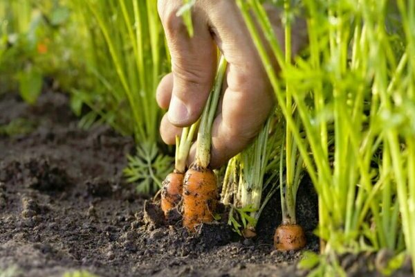 lumalagong teknolohiya ng carrot