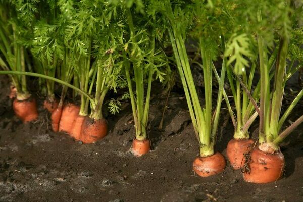 growing carrots