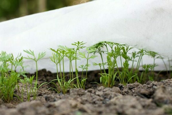 growing carrots