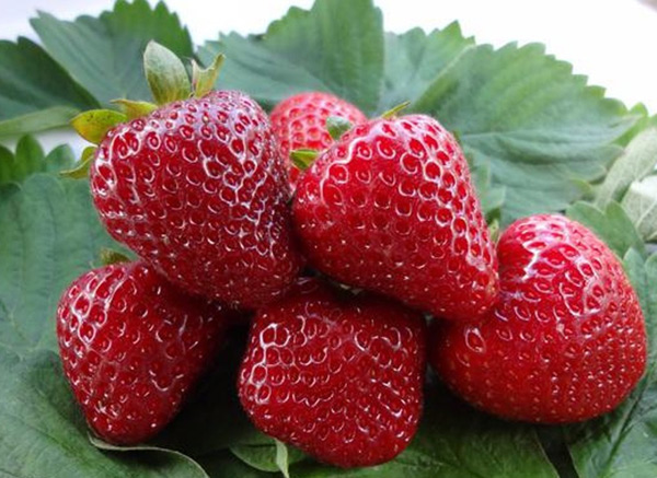 wachsende Erdbeeren