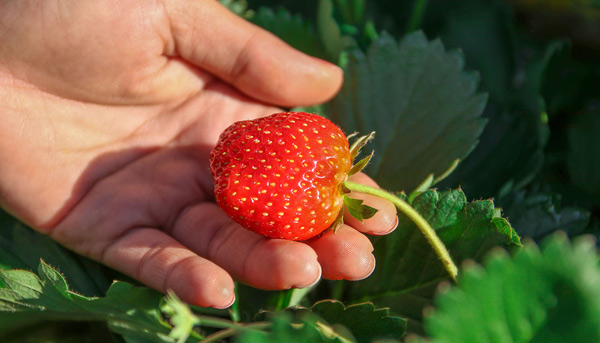 wachsende Erdbeeren