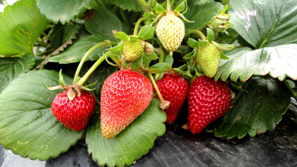 wachsende Erdbeeren