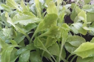 Arugula leaves