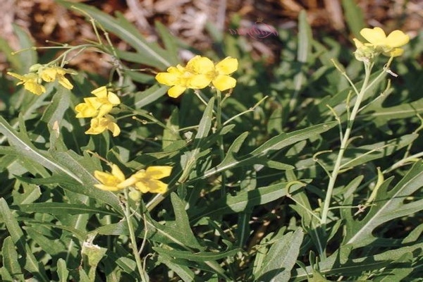 Rucola - Freilandanbau