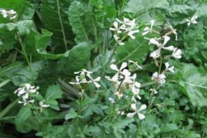 Paano palaguin ang arugula