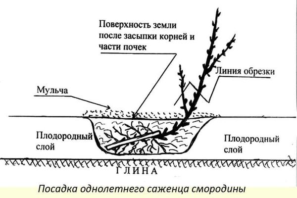 agricultural technology for growing currants