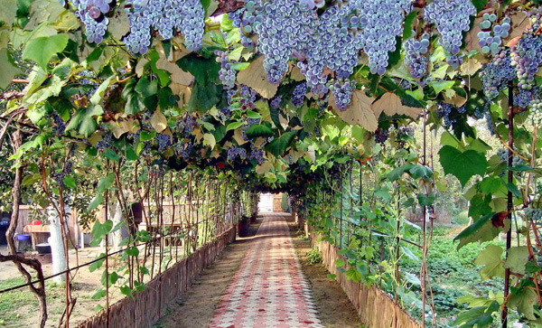 growing grapes