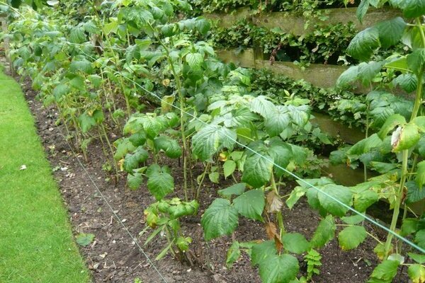 Blackberries: varieties, cultivation