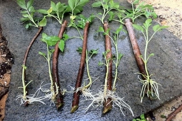 Growing blackberries, reproduction