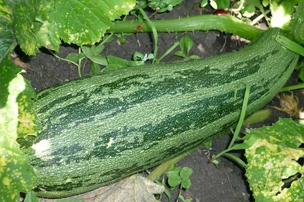 pagbubungkal ng zucchini + at pangangalaga